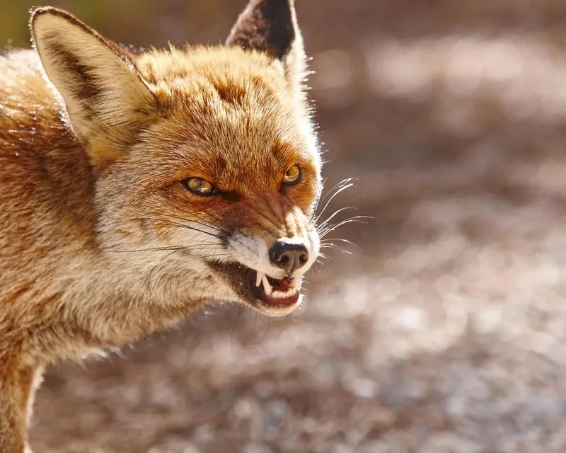 Jakie wynagrodzenie ma lis w TVP?