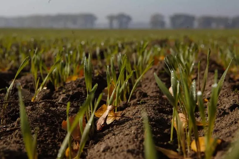 Koszt ubezpieczenia 1 ha zboża – co warto wiedzieć?