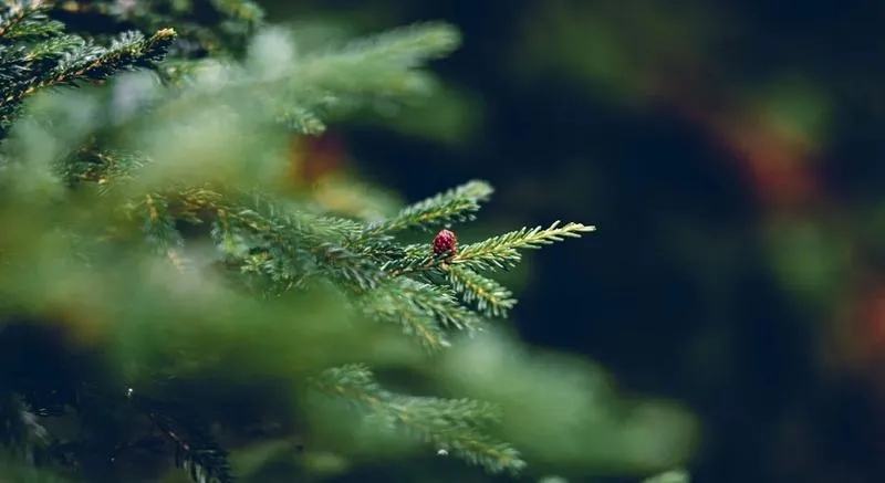 Analiza rynku choinek i trendy