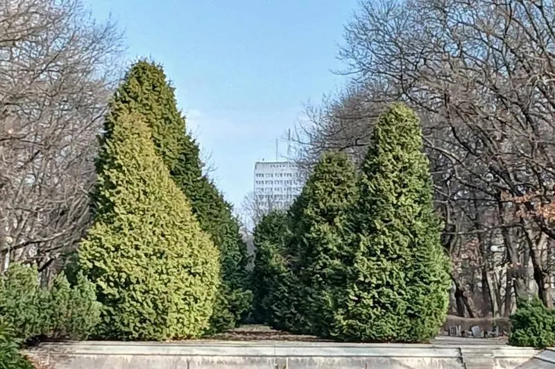 Jak obniżyć koszty uprawy tuj