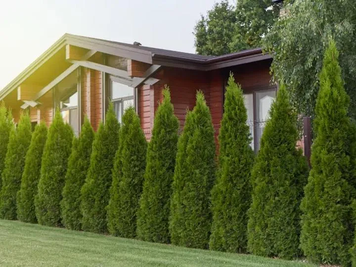 Odmiany tui do ogrodu