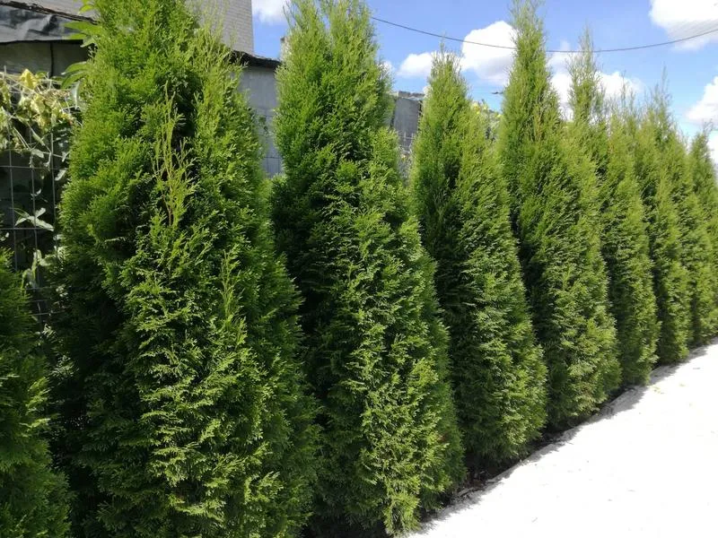 Pielęgnacja tuj w różnych porach roku