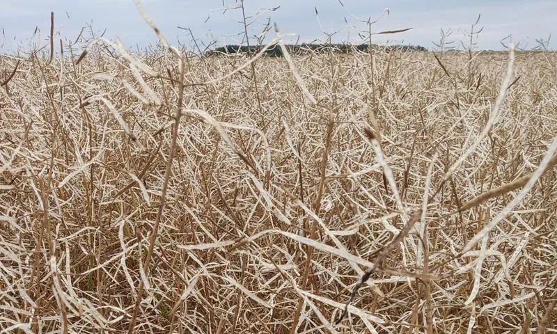 Ubezpieczenie upraw rolnych