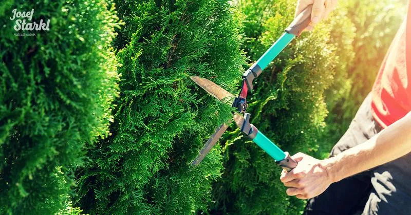 Uprawa tuj dla początkucych